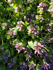 Lamium purpureum