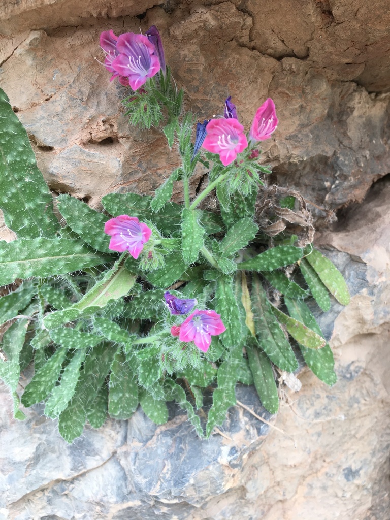 Echium velutinum