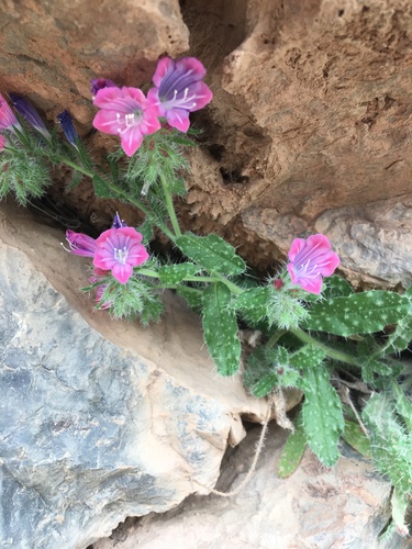 Echium velutinum image