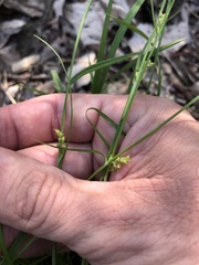 Carex gracilescens