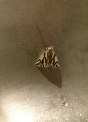 Thalaina inscripta