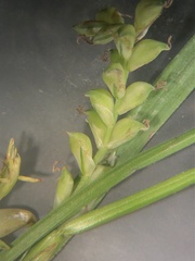 Carex gracilescens