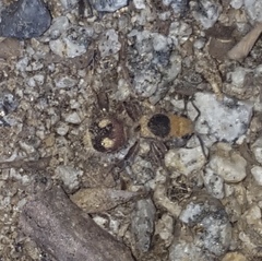 Dasymutilla sicheliana