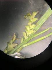Carex gracilescens