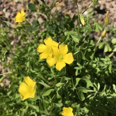 Oxalis texana