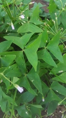 Oxalis intermedia