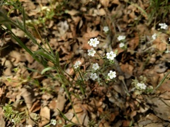 Pholistoma membranaceum