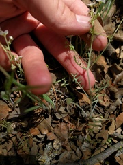 Pholistoma membranaceum