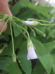 Oxalis intermedia