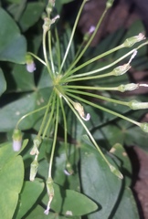 Oxalis intermedia
