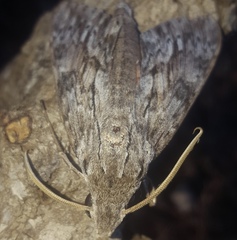 Erinnyis yucatana