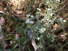 Pholistoma membranaceum