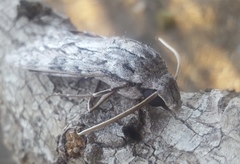 Erinnyis yucatana