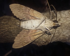 Erinnyis yucatana