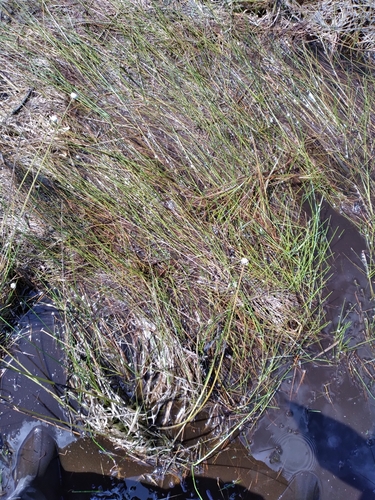 Image of Eleocharis elongata by (c) Scott Ward, some rights reserved (CC BY)