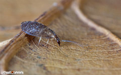 Sympherobius luqueti
