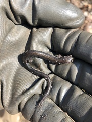 Plethodon hoffmani