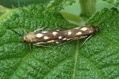 Eretmocera impactella