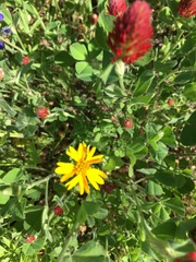 Amblyolepis setigera