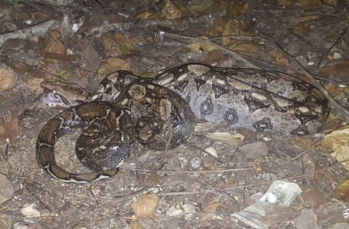 Mexican West Coast Boa Constrictor