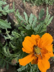 Hoplia bilineata