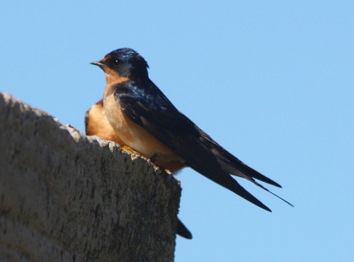 Hirundo rustica