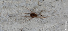 Dasylobus