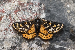 Eurranthis plummistaria