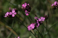 Dianthus pontederae