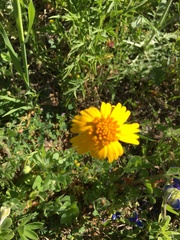 Amblyolepis setigera