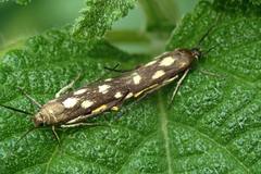 Eretmocera impactella