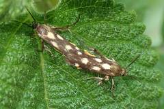 Eretmocera impactella