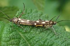 Eretmocera impactella