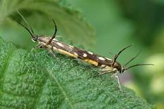 Eretmocera impactella