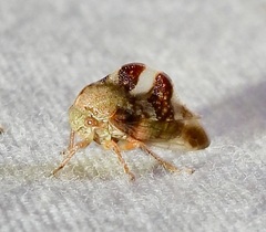 Cyrtolobus tuberosus