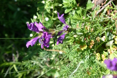 Dracocephalum austriacum