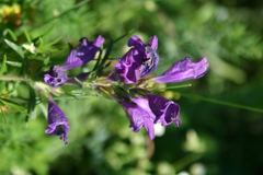 Dracocephalum austriacum