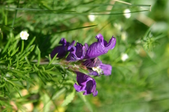Dracocephalum austriacum