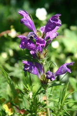Dracocephalum austriacum