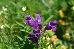 Dracocephalum austriacum