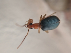 Brachinus marginellus