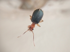 Brachinus marginellus