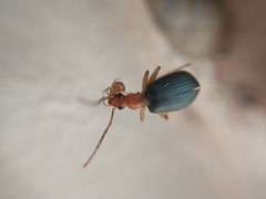 Brachinus marginellus