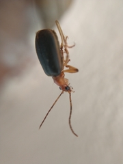 Brachinus marginellus