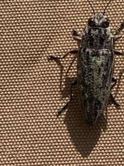 Chrysochroinae