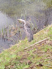 Ardea cinerea