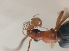 Brachinus marginellus