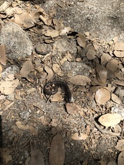 Paeromopodidae