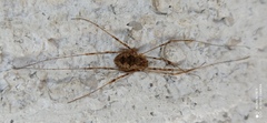 Dasylobus