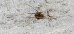 Dasylobus